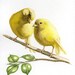 Yellow canary bird painting 5X7 prints from original watercolor painting pet birds home and garden birds earthspalette