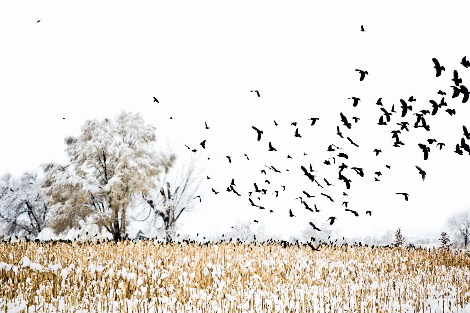 Winter black birds photo - 24 by 16 inch canvas - PushpinPictures