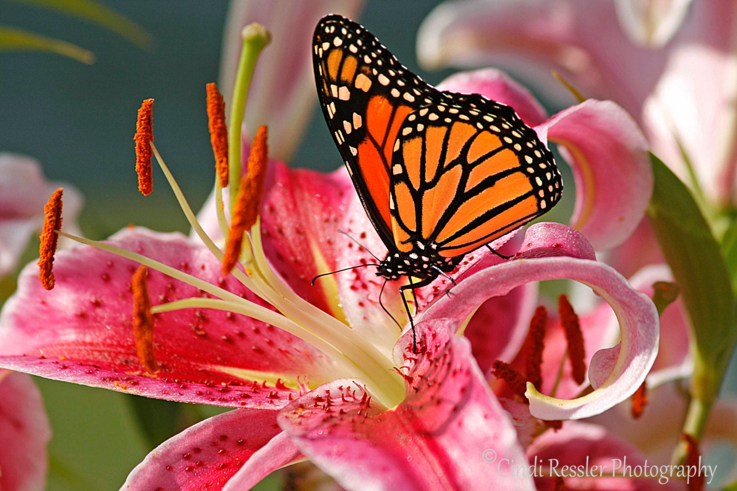 Monarch on Oriental Lily, 5x7 Fine Art Photography, Nature Photography, Butterfly Photography - CindiRessler