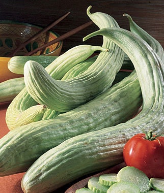 Heirloom, Armenian Cucumber, Incredible Flavor, Gardeners Favorite, 10 Seeds - CheapSeeds