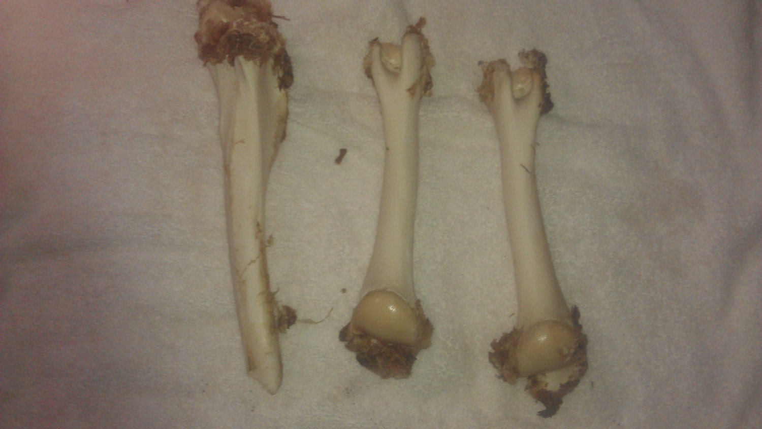 Deer+Femur+Bone Lot of 3 Deer Leg/Femur Bones by NMBoneCollector on Etsy