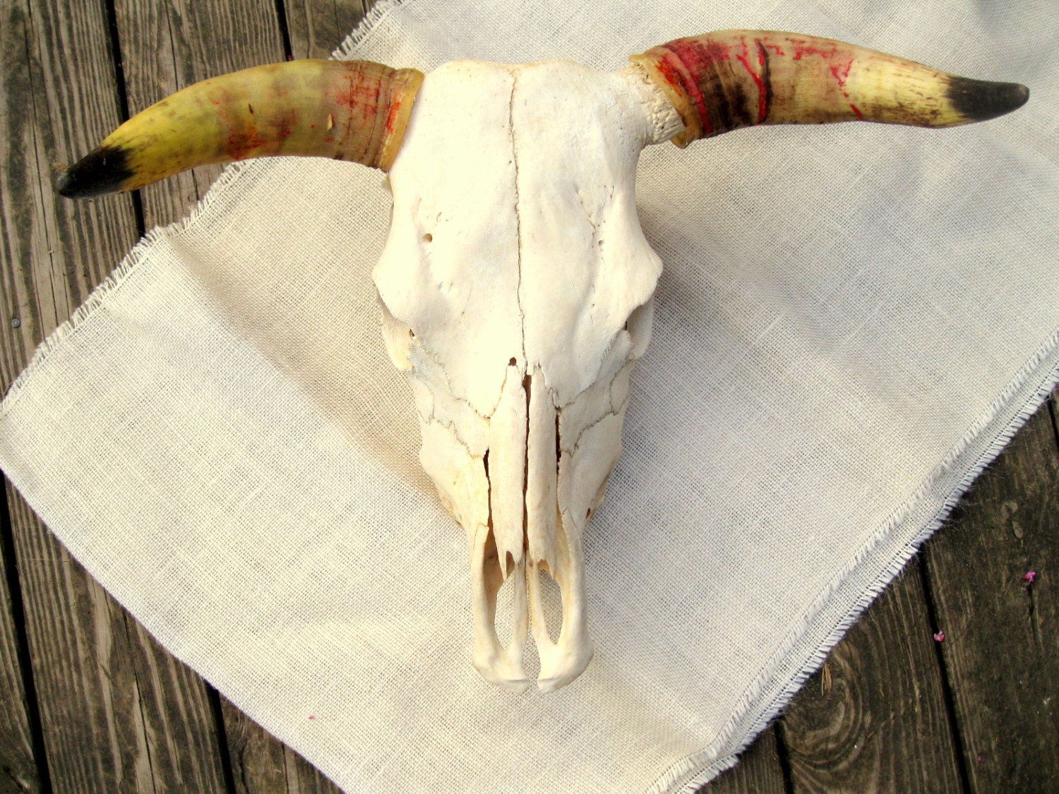 REAL steer skull.cow.southwestern.cabin.desert by tessiemay