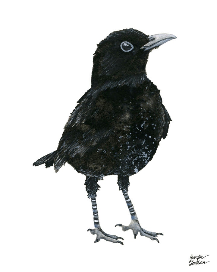 8x10 Art Print. Black Bird Blakely - TheOpulentNest
