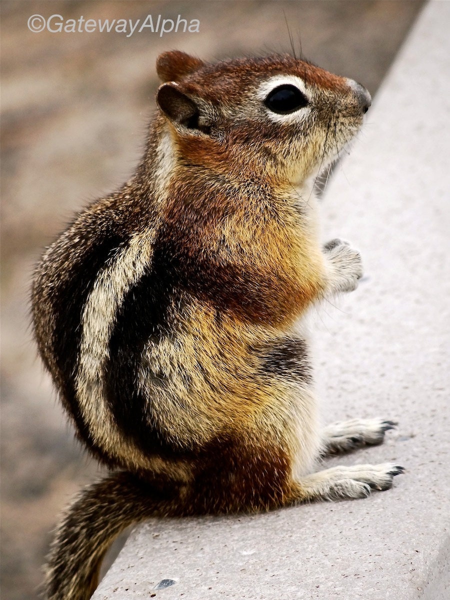 Ground Squirrel Vs Chipmunk - Flying Squirrels