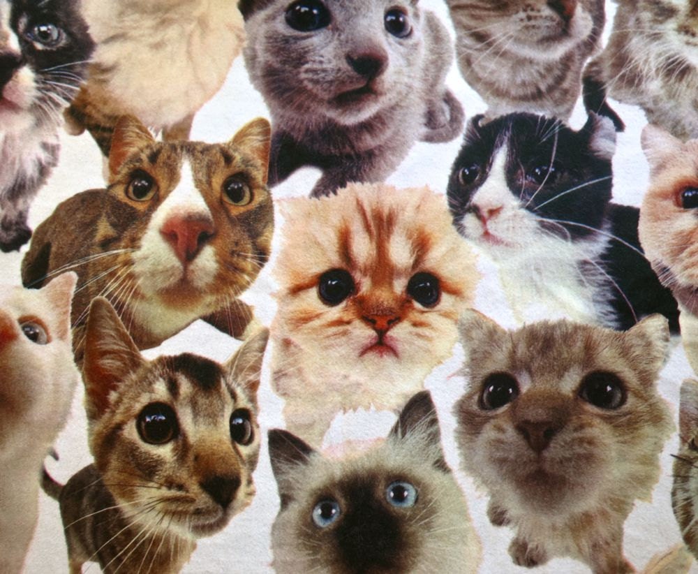 Cat Fleece Fabric with White Background by Fragolina on Etsy