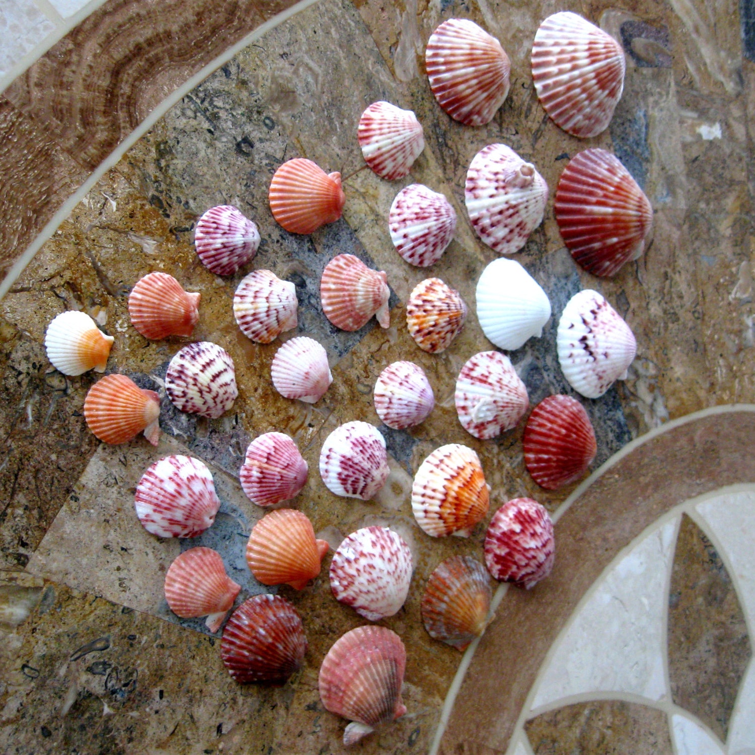 Scallop Sea Shells Florida Seashore Variety Pack 30 by CinfulArt