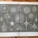1894 radiolarians original antique ocean color lithograph print -  amoeboid protozoa