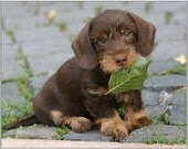 4 Dog Puppy Dachshund Doxie Weiner Dog puppies Leaf Greeting Stationery Notecards/ Envelopes Set - ASLICEINTIME
