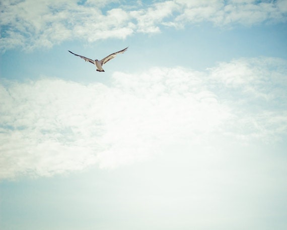 Beach Photography - Beach Photo - Blue, White, Clouds, Sky, Seagull, Summer, Coastal, Nautical, Shore, Sea, Ocean - 8x10 Photograph