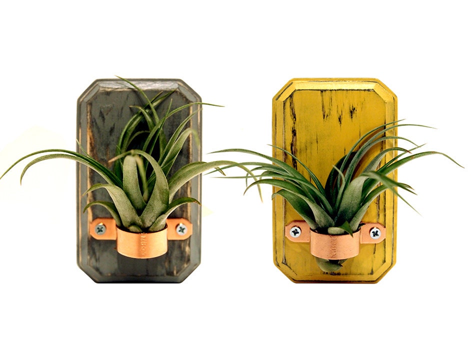 Set of 2 Small Air Plant Vases (Pictured in Slate and Mustard) Wooden Home Decor Air Plant Holder Wall Vases Rustic Miniature Vases - Timberandcompany