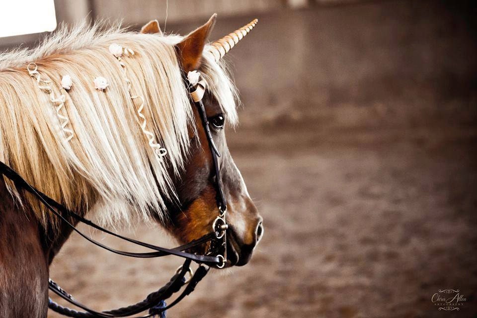 Unicorn Horn FELT Brow Band Attachment for a Live Horse's Bridle HORSE SIZE - RusticHorseShoe