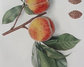 Peach Lithograph - 1917 - BarnshopAntiques