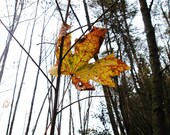 Clinging to Autumn. Nature Photography Print. Winter Branch Wall Art.  Fall Leaf Home Decor. 8x10 11x16 16x20 Yellow White Gray Art Print - ForsFolium