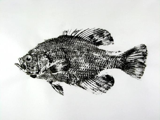 13 Long Black Crappie original Fish Art Rubbing by fishfanatic