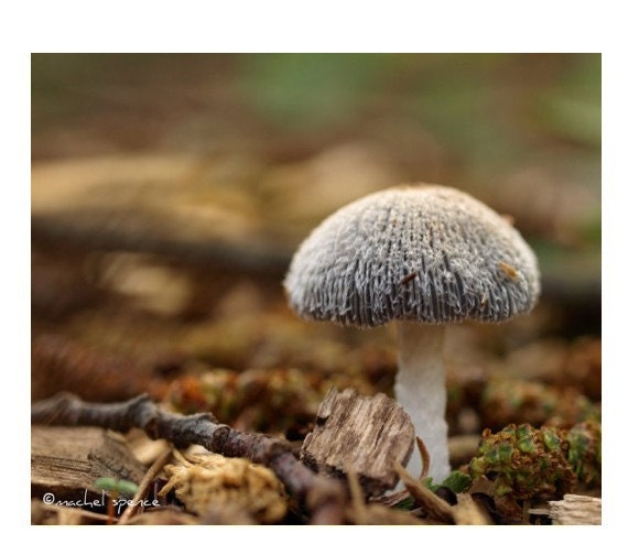 Mushroom Photograph Mushroom Print Affordable Home Photography Prints Nature Photography Decor Nature Lover Woodland Scene Fungi