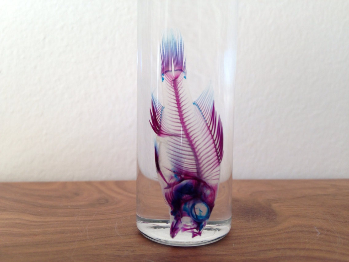 Diaphonized Fish Wet Specimen Preserved by AsylumArtwork on Etsy