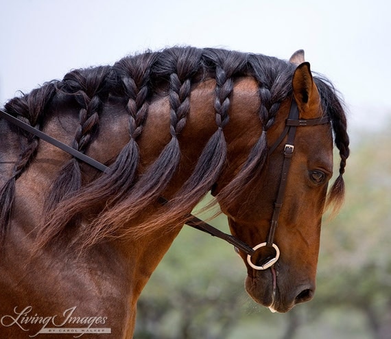 Andalusian Stallion's Braided Mane Fine Art by WildHoofbeats