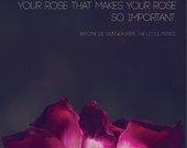 Rose Photograph | The Little Prince Quote | Nature Macro Photography | Home Decor | Wall Art | Inspirational | Love and Beauty - TheTinOwl