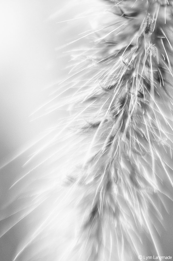 Black and White Photography - black and white photo of grass, nature wall print - grass photograph - "Magic Wand" - LynnLangmade