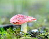Tiny Mushroom Print, Fine Art Print, Fine Art Photography, Mushroom Photography, Nature Photography - tinymushroomphoto