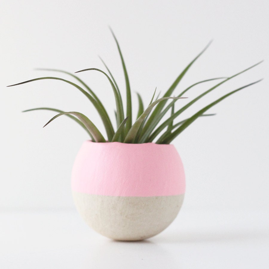 Sweet Pink Air Plant Pot with Large Air Plant Etsy finds