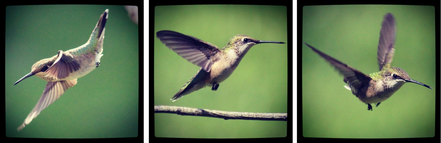 Happy Hummingbirds - Nature Photo Wall Art...Three Image Set - OberleighImages