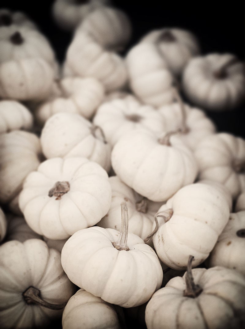 Pumpkin photography fall color black and white pumpkins rustic decor pale white and brown decor - Pale Harvest - 8x10 photograph - CarlChristensen