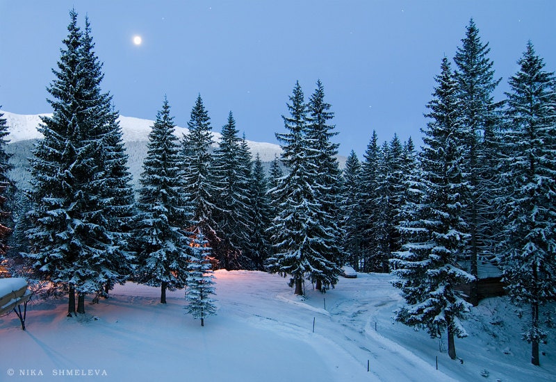 Winter Forest Photography, Wall Decor, Landscape Photo - PhotoNika