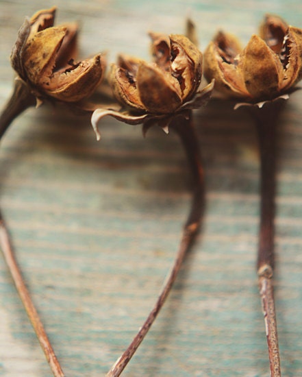Botanical photograph- brown, seed pods, nature, rustic, golden, fall, fall decor, fine art photo, stems, woodland, rustic home decor, 8x10 - dullbluelight