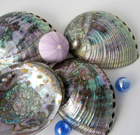 Beach Decor Blue Abalone Seashells Nautical by beachgrasscottage