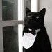 Cat Tuxedo - Classic Black Tie
