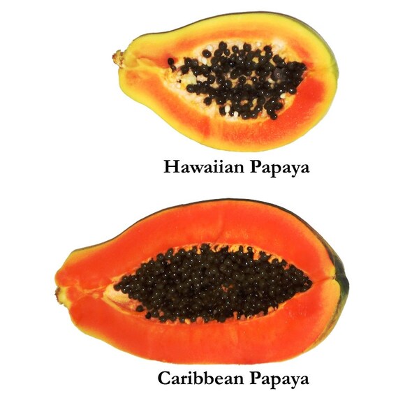 Jamaican Red PAPAYA pawpaws Fresh Seeds Sweet by CaribbeanGarden