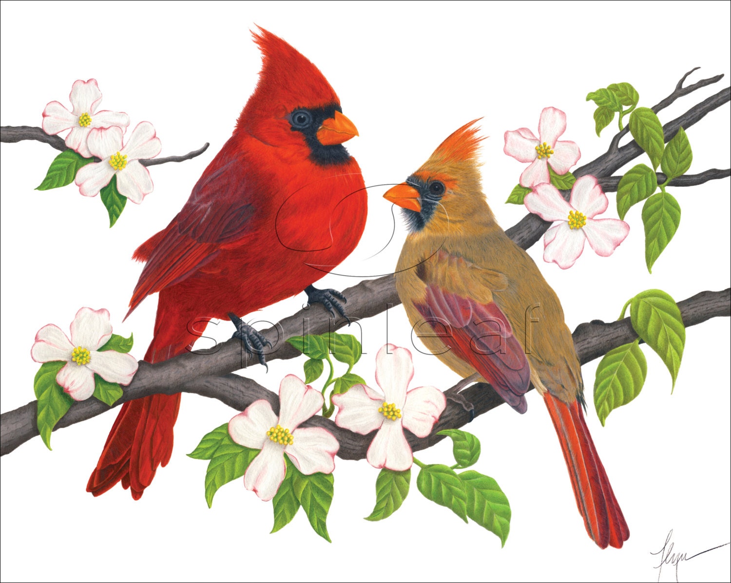 free clip art cardinal bird - photo #44