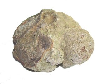 dinosaur poop stone