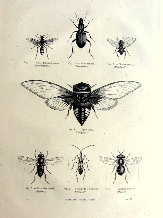 vintage french insects print antique original by vintage french insects print antique original by