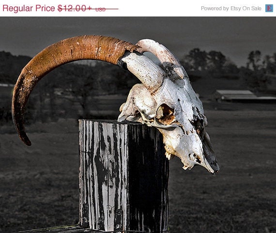 Valentine Sale Goat Skull Horns Photograph, Dark Gray Taupe, Bleached Bones Photography, Weathered White Goat Skull Rustic Ranch Cabin Offic - dorataya