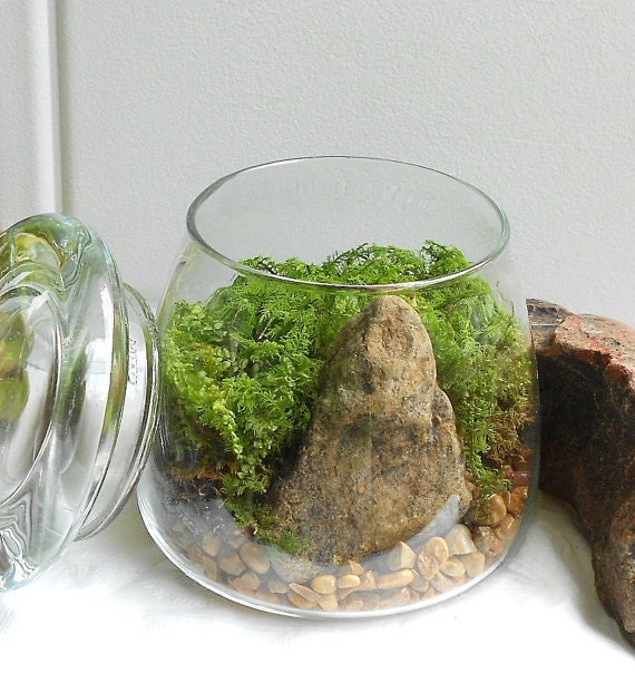moss terrarium terrarium glass apothecary jar by moss terrarium terrarium glass apothecary jar by