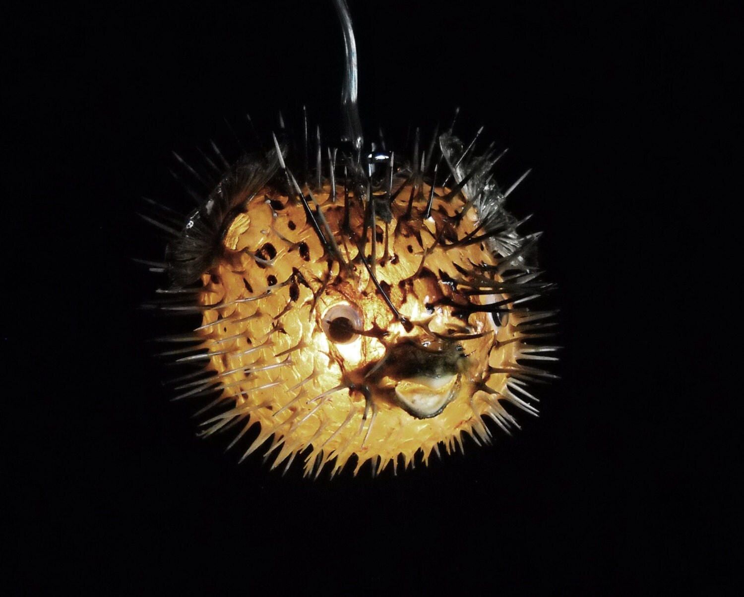 56 Hanging Light Puffer Fish Real Blowfish Lamp by EvasFeathers