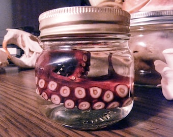 Real Preserved Baby Octopus in a Jar Wet by wolfkingarts on Etsy