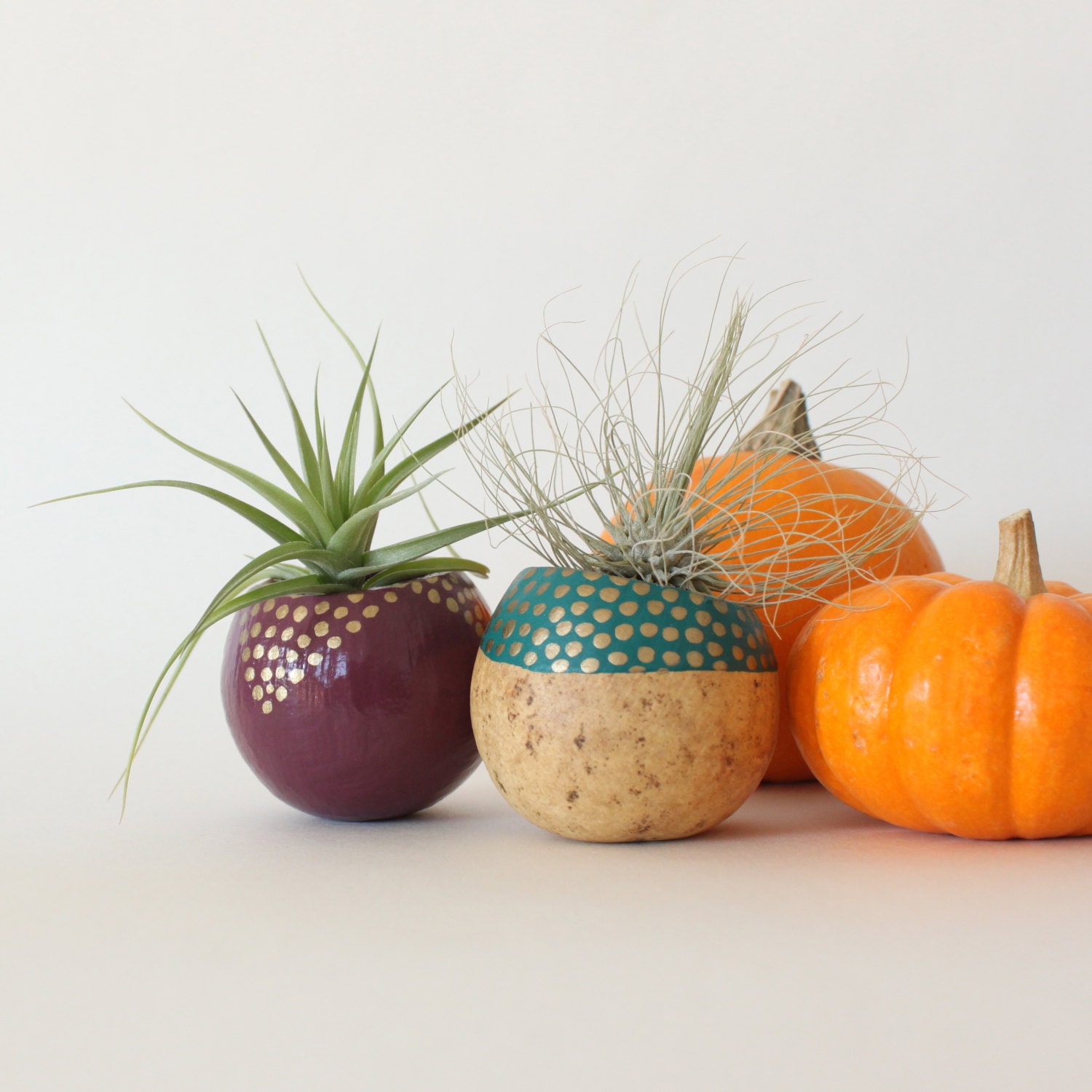 Air Plant Planter Duo with Air Plants  -  Plum, Teal, Gold & Natural.