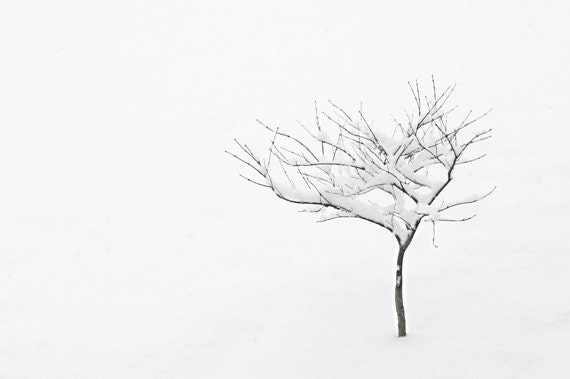 Simple Snow Signed Print, Minimalist Winter Decor, Snowy Tree Photo, Woodland Decor, White and Black Color Fine Art Photograph Wall Print