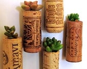 Set of 5 - Wine Cork Succulent Planters with your choice of mount - TheLovelySuccubent