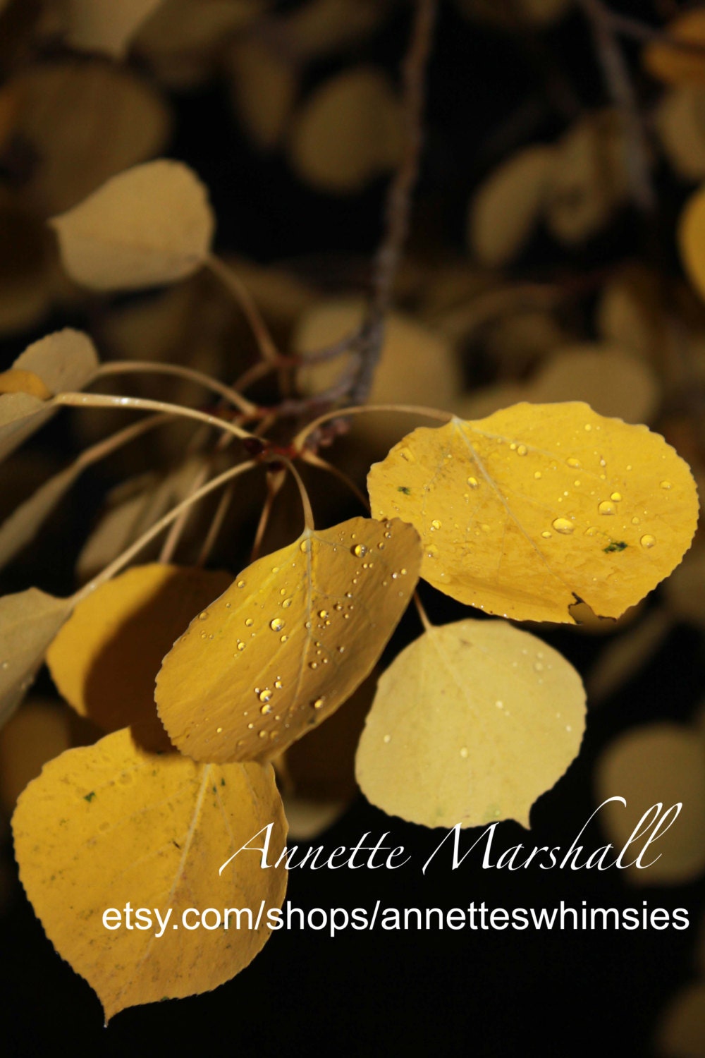 Rocky Mountain Fall foliage Aspen leaves 5x7 photograph - annetteswhimsies