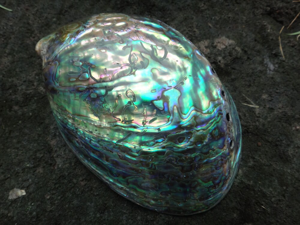 Polished Green Abalone Paua By Eastjava On Etsy