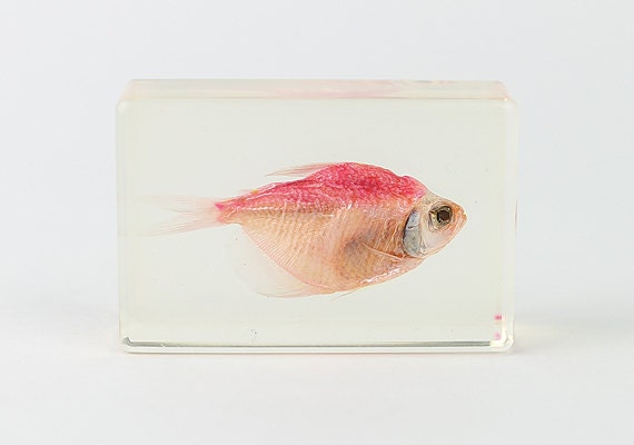 Pink Skirt Tetra Specimen (2")