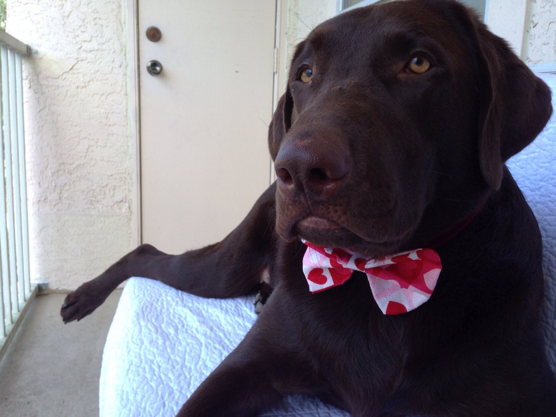Valentine's Day Collar Cover with Bow Tie for Dogs - BohemianRiver