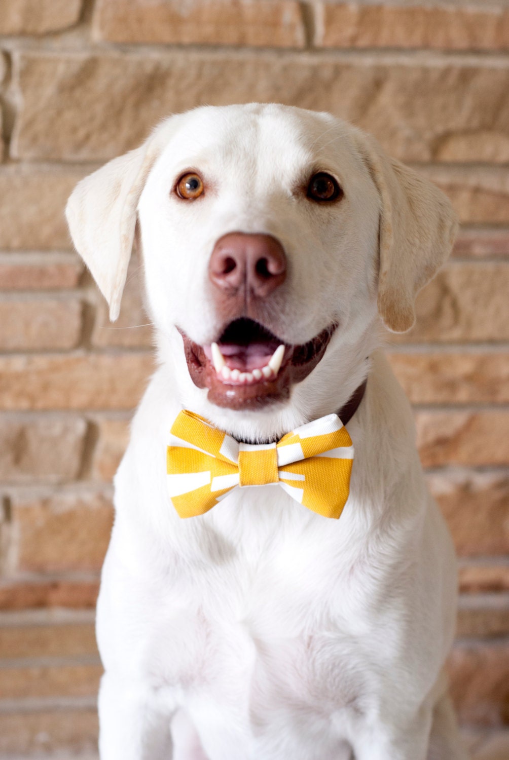 Dog "The Mellow Yellow" yellow and white Bow Tie - TheModernMutt