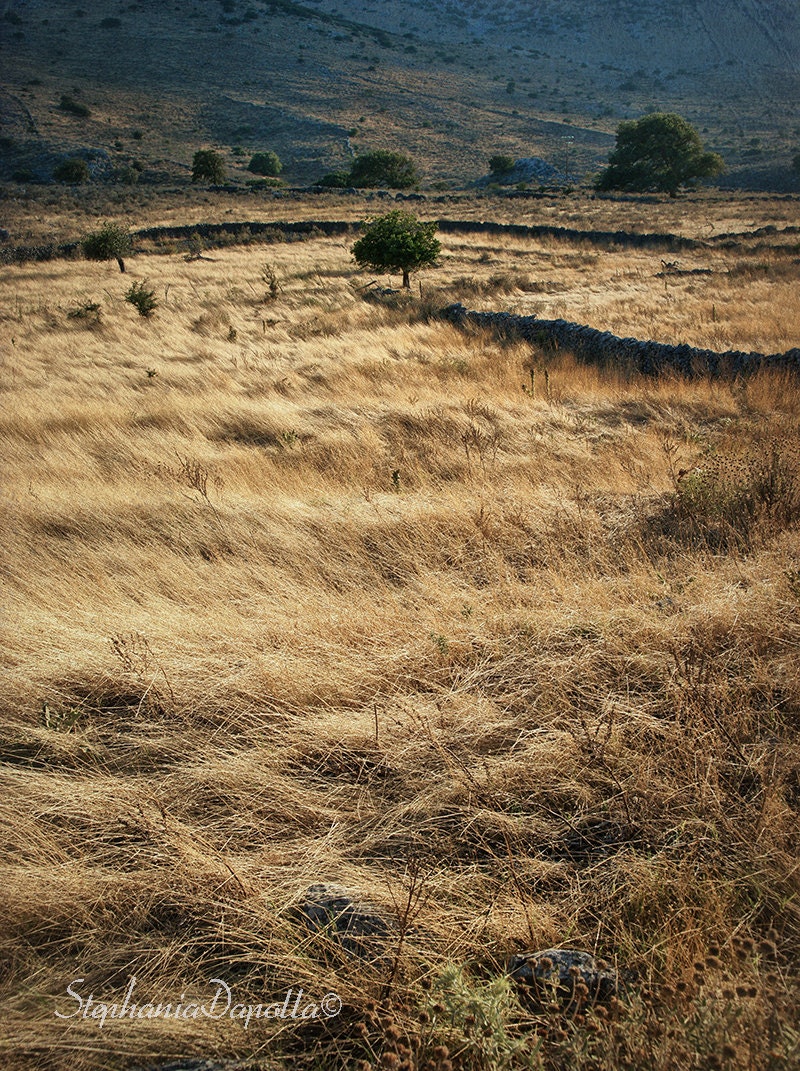 Fields of gold, 6x8 fine art print, Travel photography, landscape, Greece - stephmel