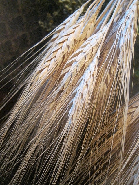 BLONDE WHEAT naturally DRiED FLOWER Bunches - thekeepershouse