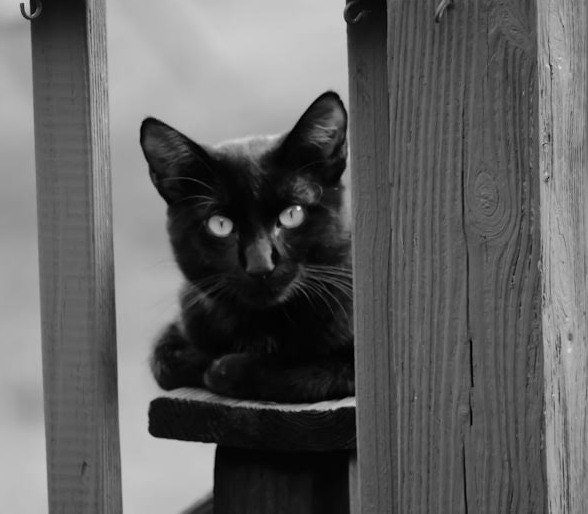 8x10 Fine Art Photography Black and White Print Black Cat Halloween Decor, Cat Decor, Wall Art - KArtisanStudios